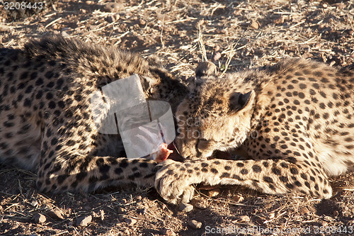 Image of Cheetahs eating