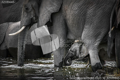 Image of Elephants