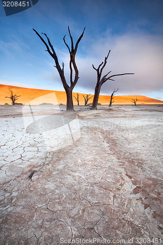 Image of Deadvlei trees