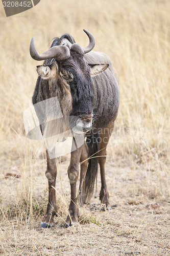 Image of Gnu