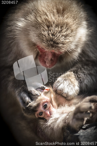 Image of Japanese Monkeys