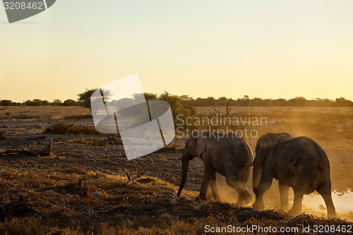 Image of Elephants