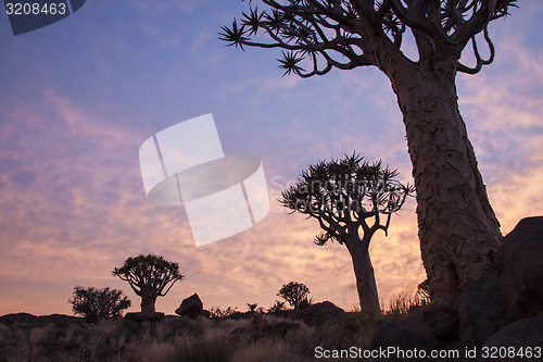 Image of Quivertrees