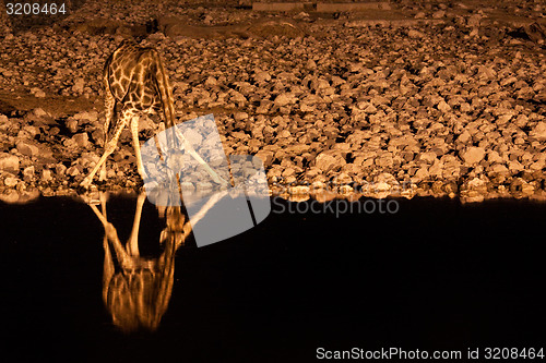 Image of Giraffe Drinking