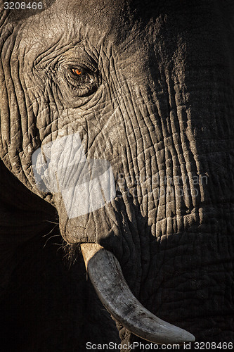 Image of Elephant face.