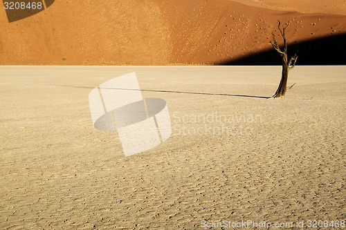 Image of Lone Tree