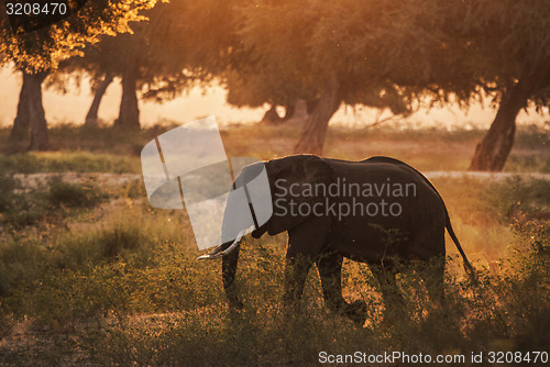 Image of Elephant in Sunset.