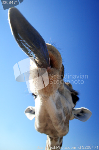 Image of Giraffe Head.