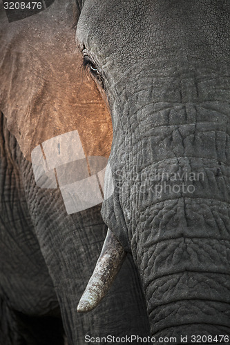 Image of Elephant head