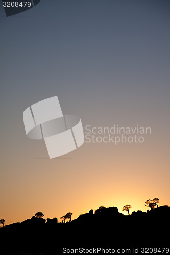 Image of Quivertree sunset