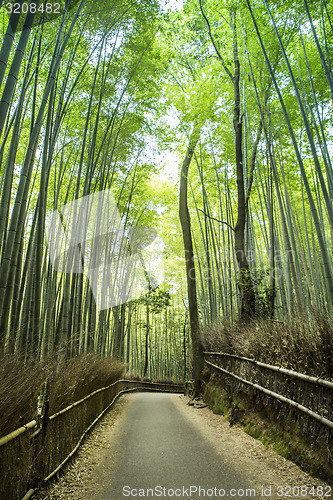 Image of Bamboo Grove