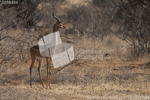 Image of Gerenuk