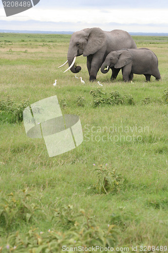Image of Grazing Elephants