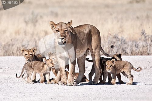 Image of lioness and cubs