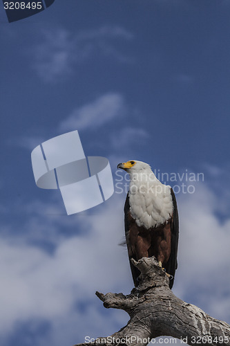 Image of Fish Eagle