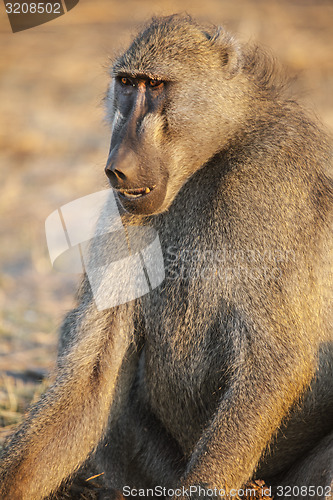 Image of Baboon