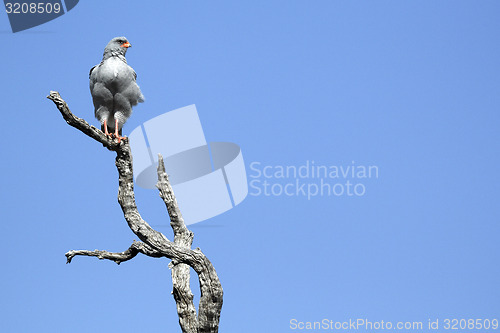 Image of Gos Hawk in a tree