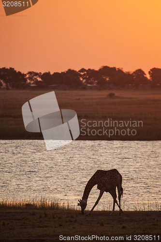 Image of Giraffe Drinking