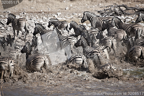 Image of Zebra's Running