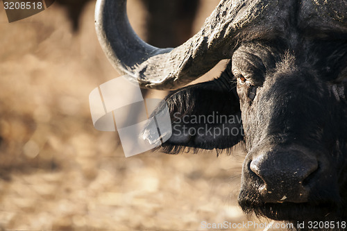 Image of Buffalo Head