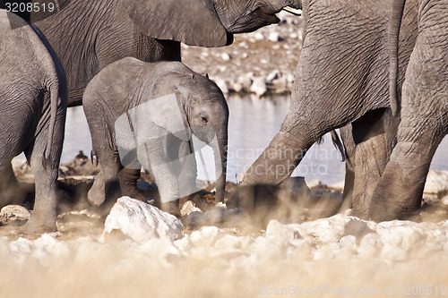 Image of Elephants walking