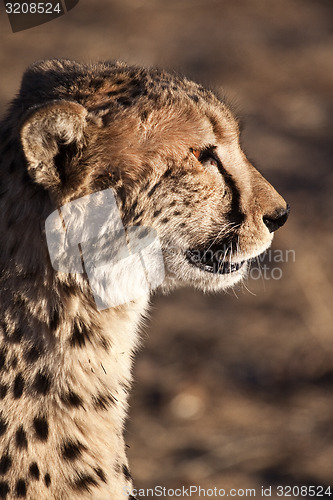 Image of Cheetah Head