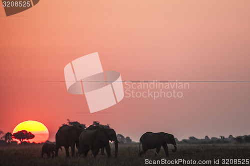 Image of Elephant herd