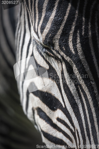 Image of Zebra Head