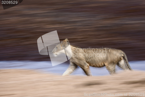 Image of Lioness