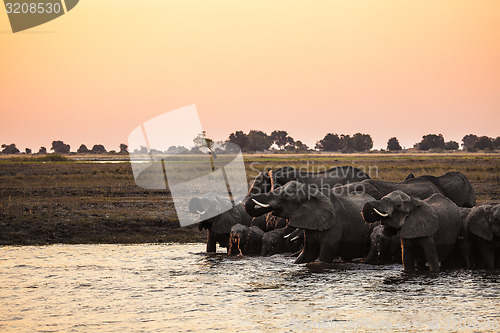 Image of Elephants drinking