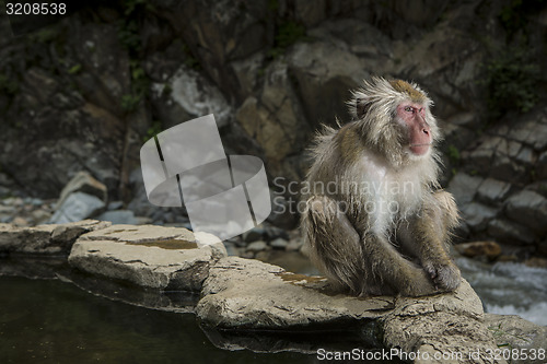 Image of resting monkey