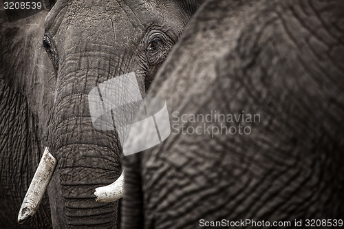 Image of Heads and butts