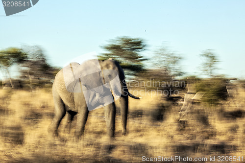 Image of Running bull elephant