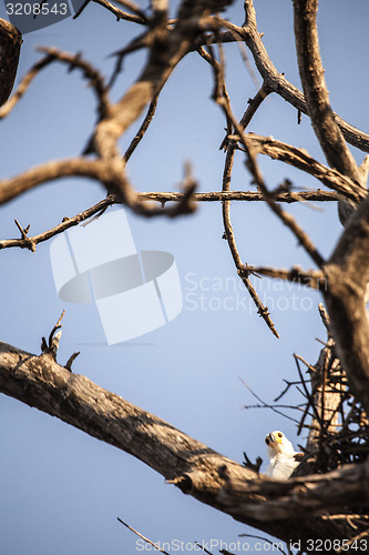 Image of Fish Eagle in her nest