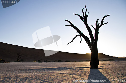 Image of Tree in Deadvlei