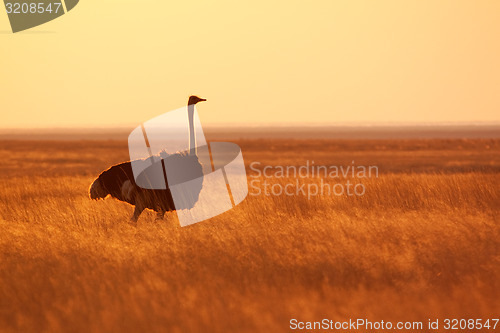 Image of Ostrich