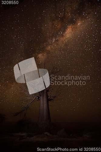 Image of Baobab tree