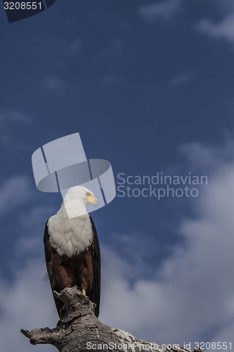 Image of Fish Eagle