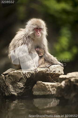 Image of Japanese Monkey.