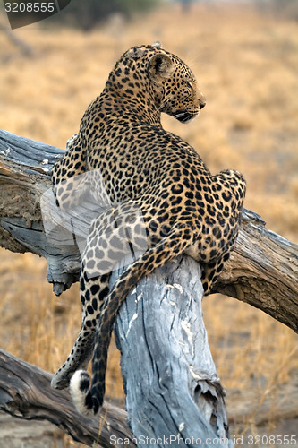 Image of Leopard