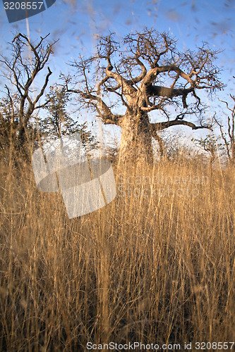 Image of Lone Baobab tree