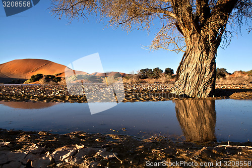 Image of Camel Thorn tree