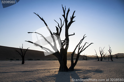 Image of Petrified tree