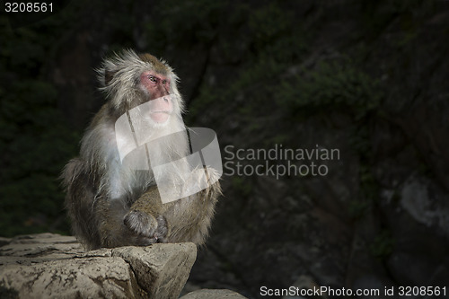 Image of Japanese macaque