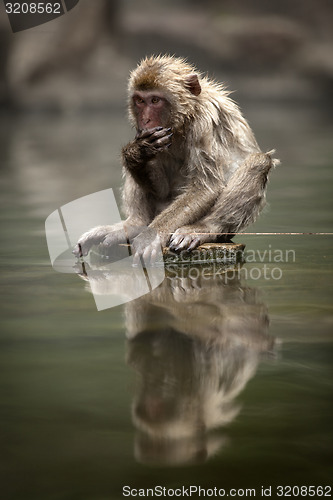 Image of Japanese macaque