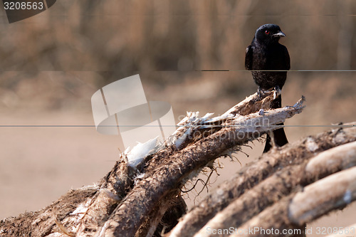 Image of Bird on a rib cage