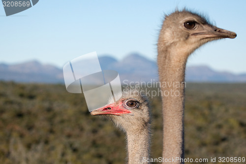 Image of Ostrich