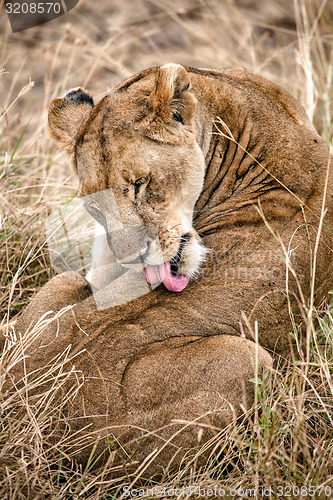 Image of Lioness