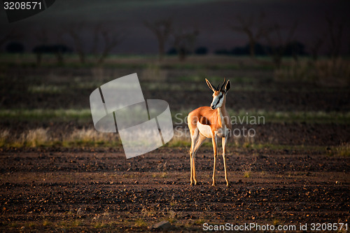 Image of Lone Springbok