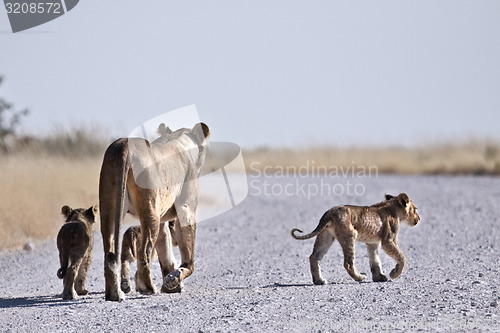 Image of Lioness and cubs